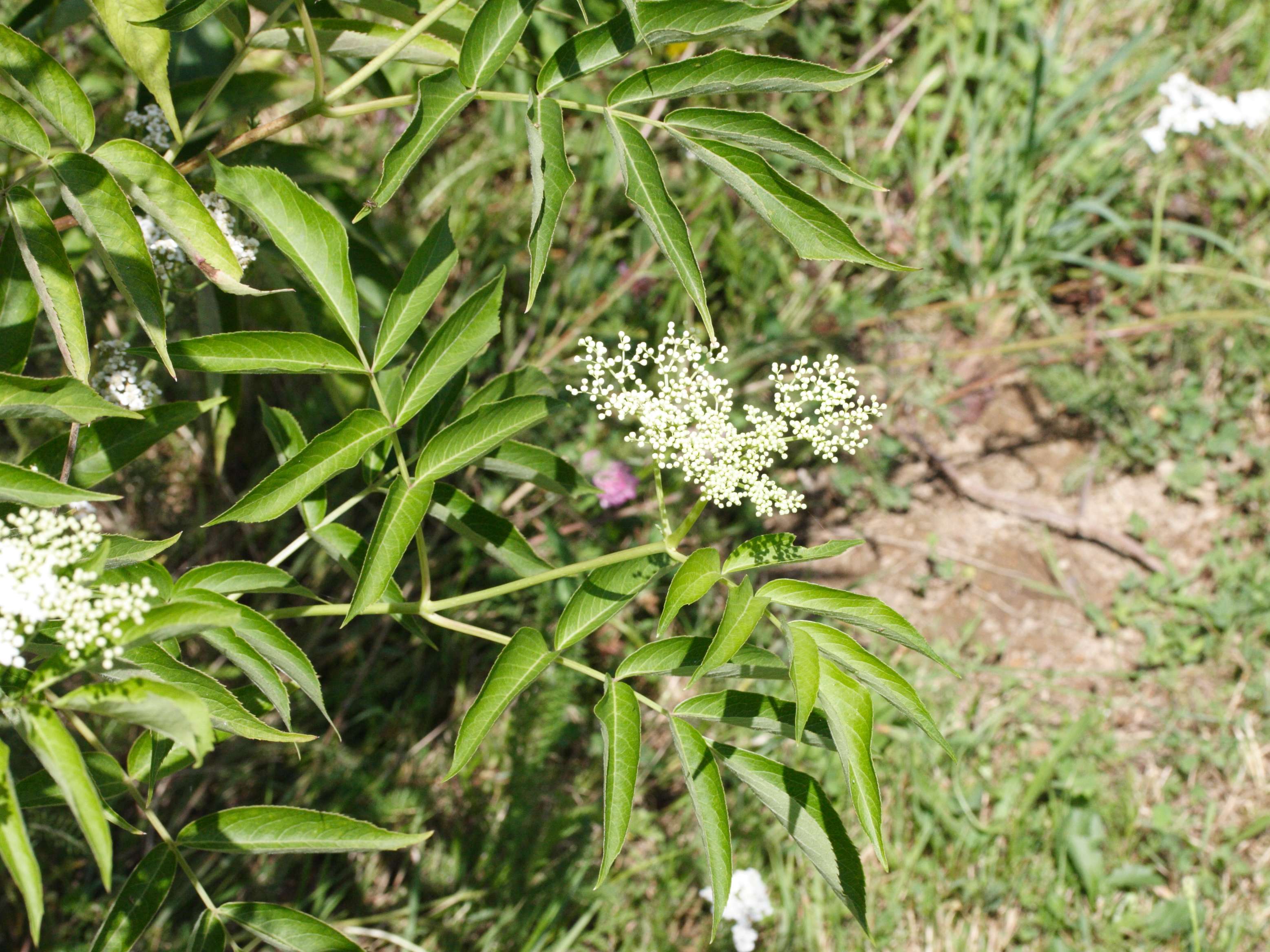 sambucus_canadensis2md