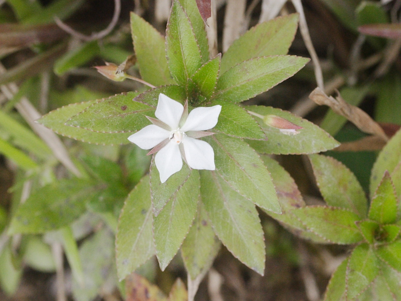 Afficher le média sauvagesia_erecta5md sauvagesia_erecta5md