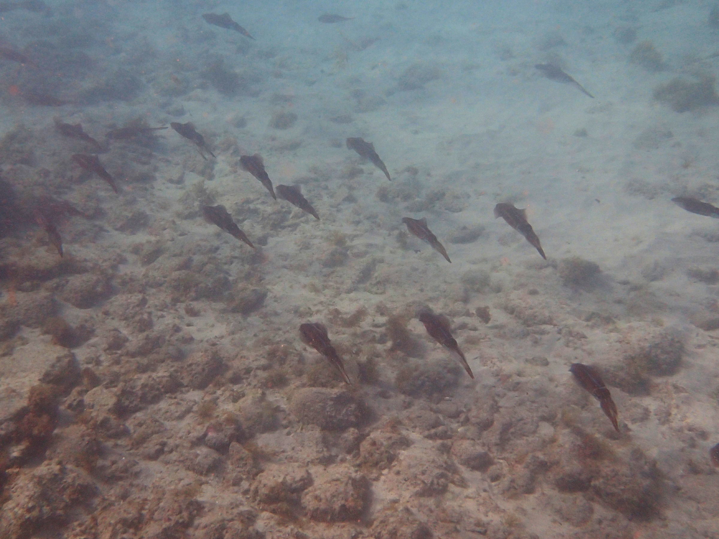 Afficher le média Sepioteuthis_sepioidea Sepioteuthis_sepioidea