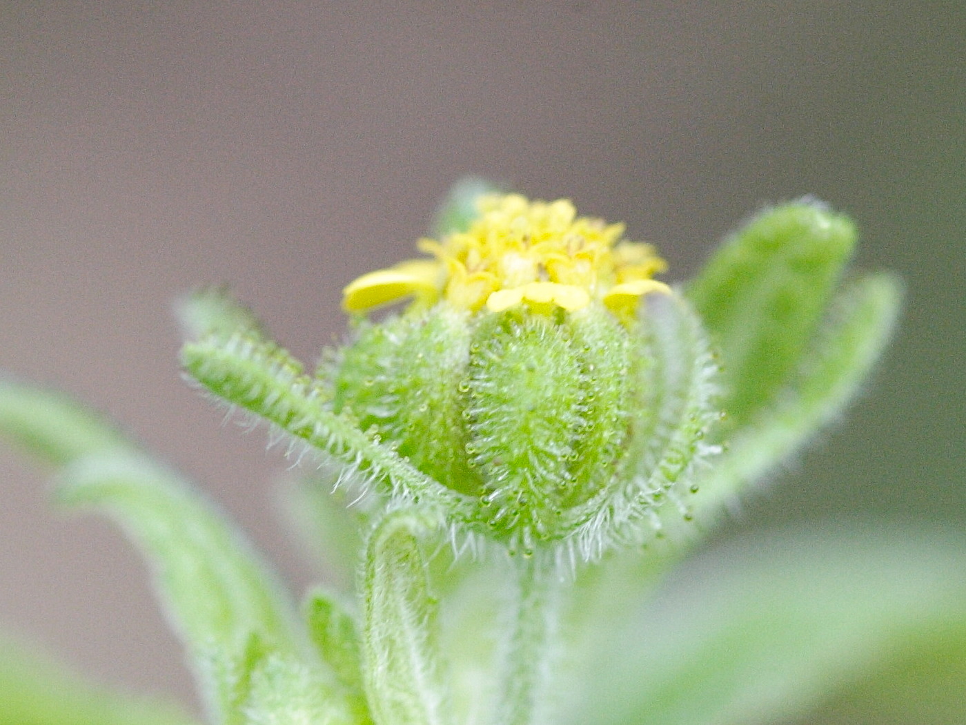 Sigesbeckia_orientalis