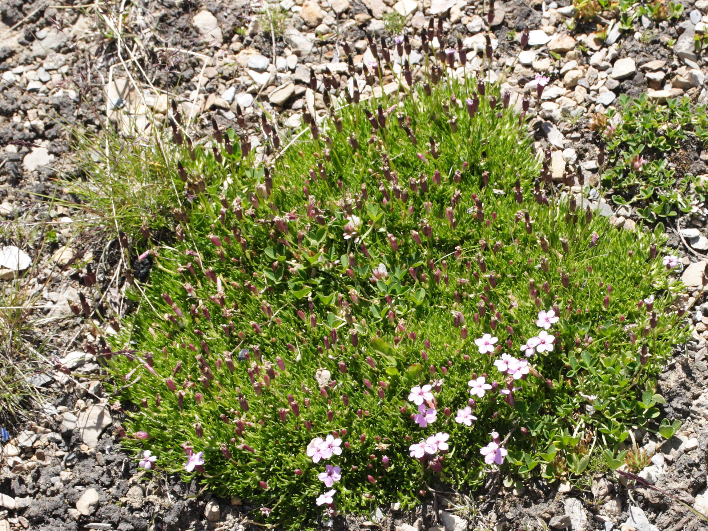 silene_acaulis_longiscapa1md