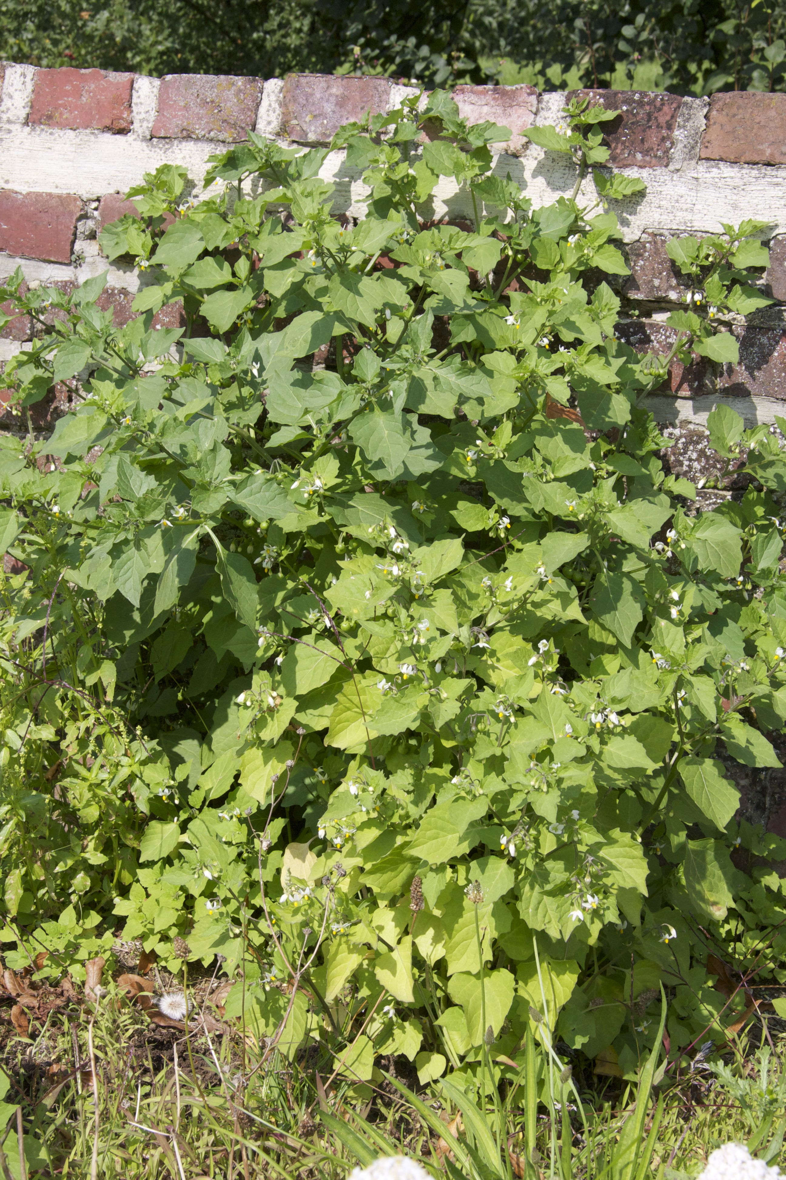 Afficher le média solanum_nigrum1bmd solanum_nigrum1bmd