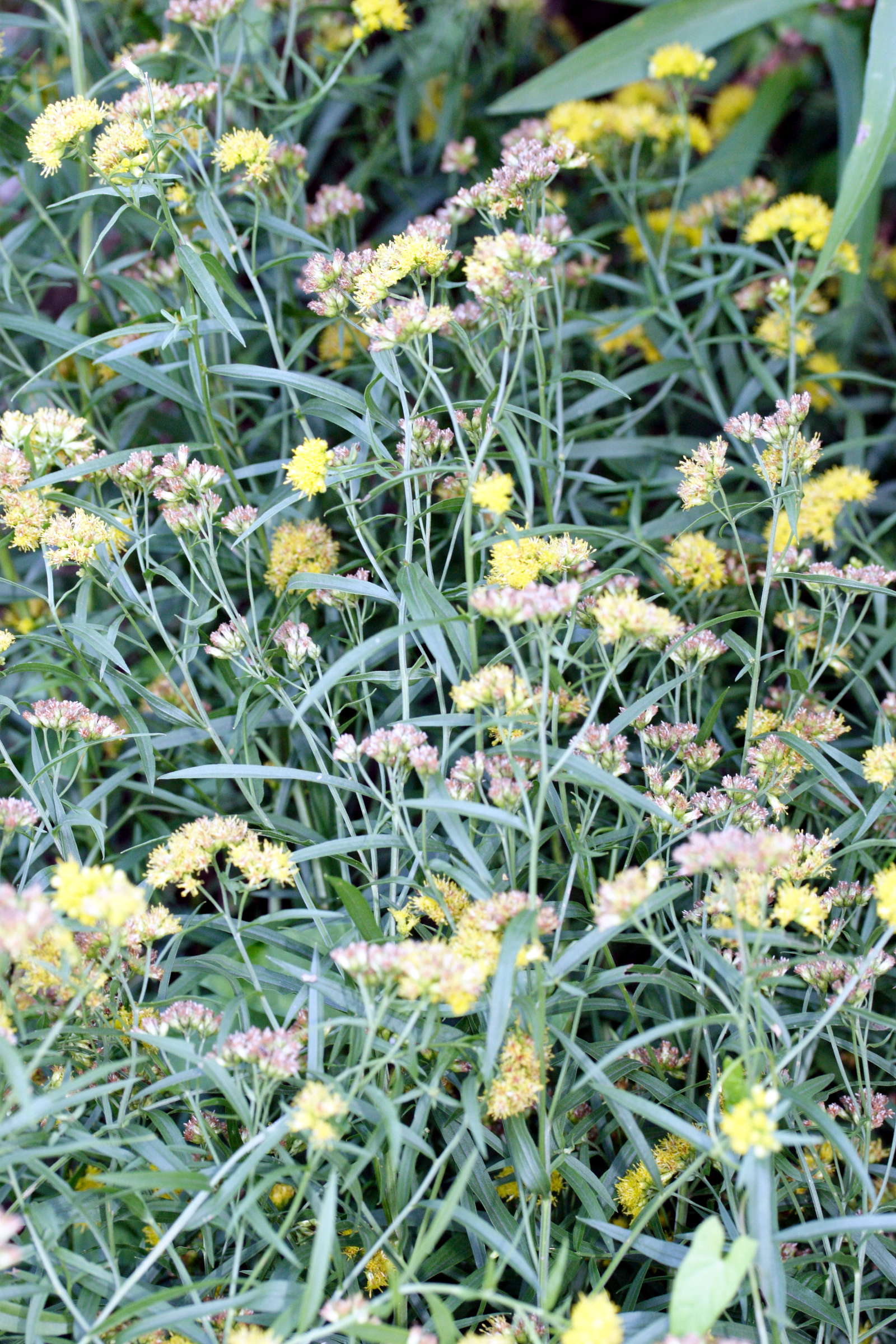 solidago_graminifolia1md