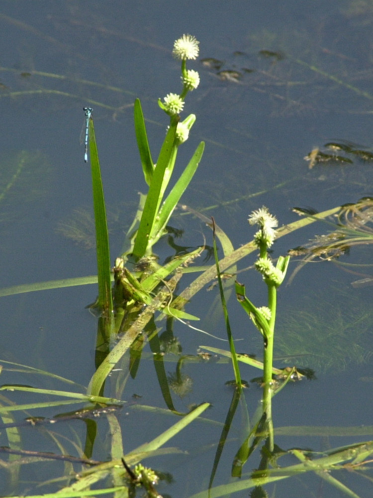 sparganium_minimum3md