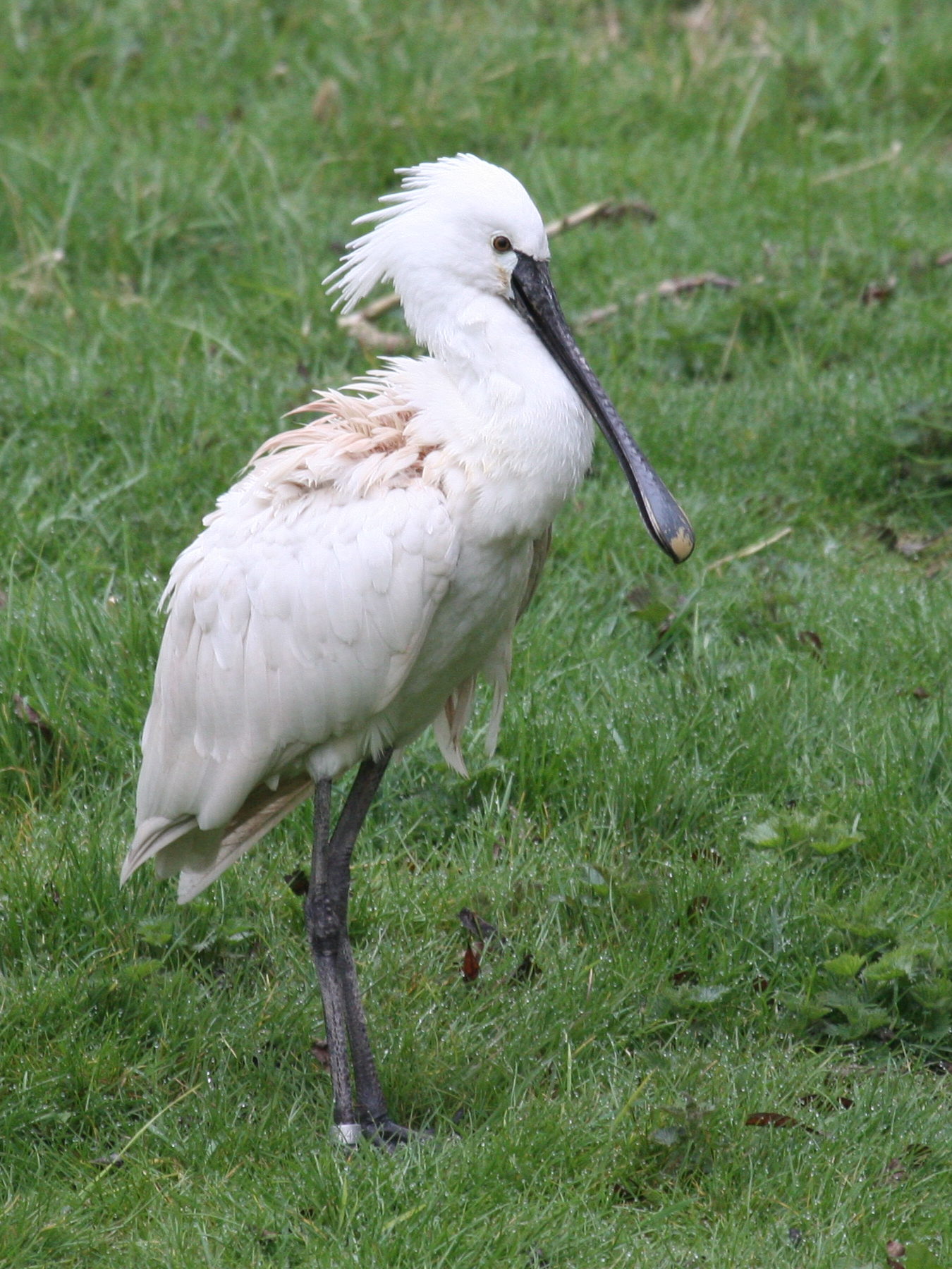 Afficher le média spatule_blanche_-_platalea_leucorodia3md spatule_blanche_-_platalea_leucorodia3md