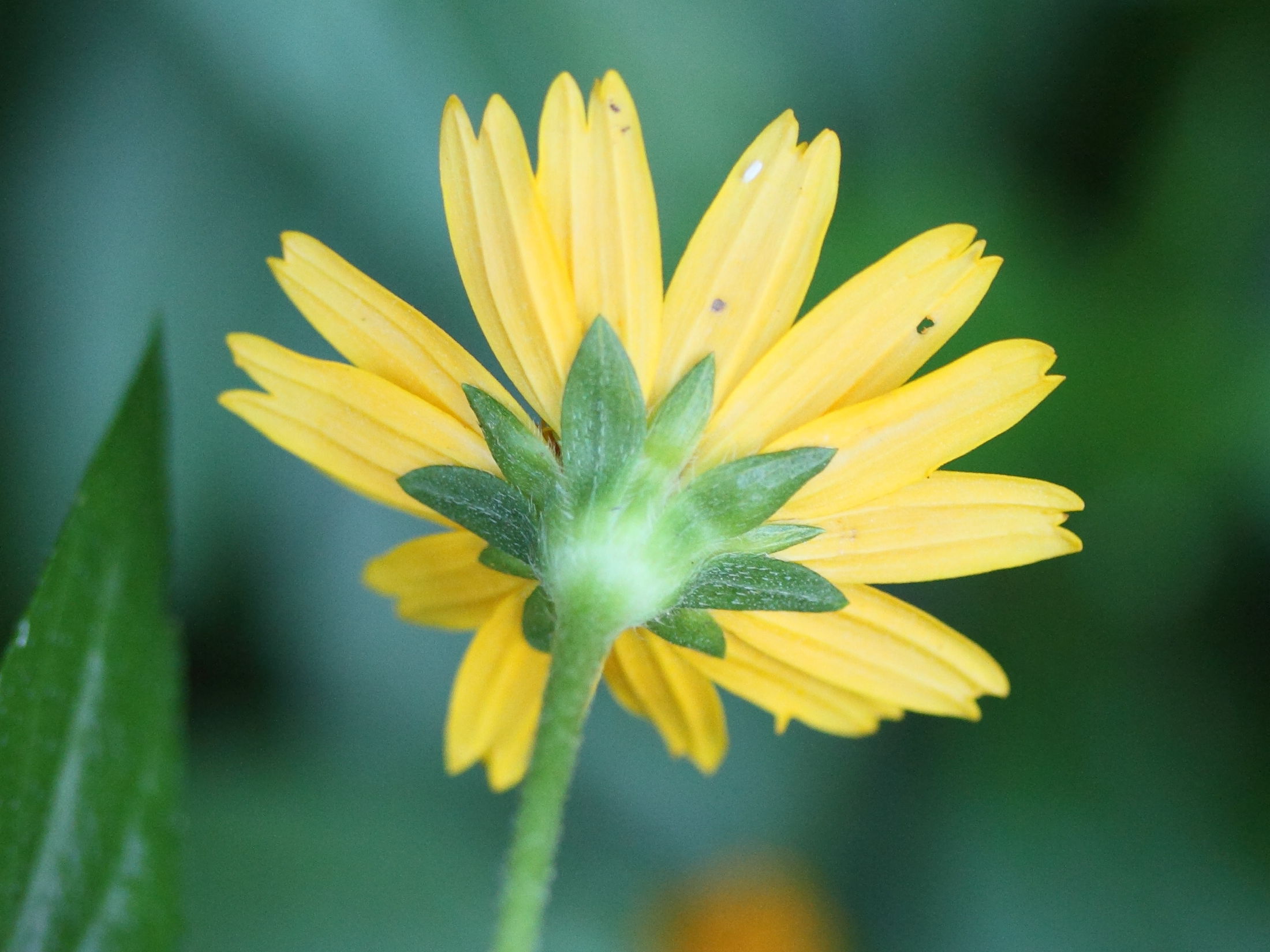 sphagneticola_trilobata6md