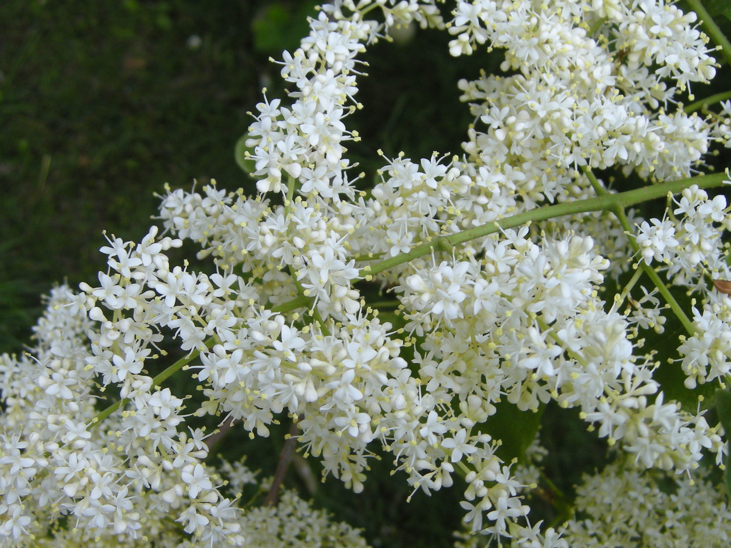 syringa_reticulata3md