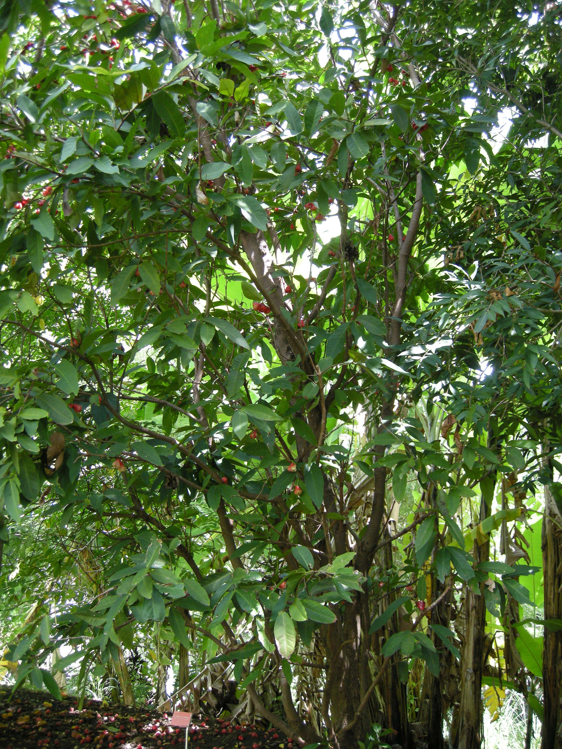 syzygium_samarangense5md