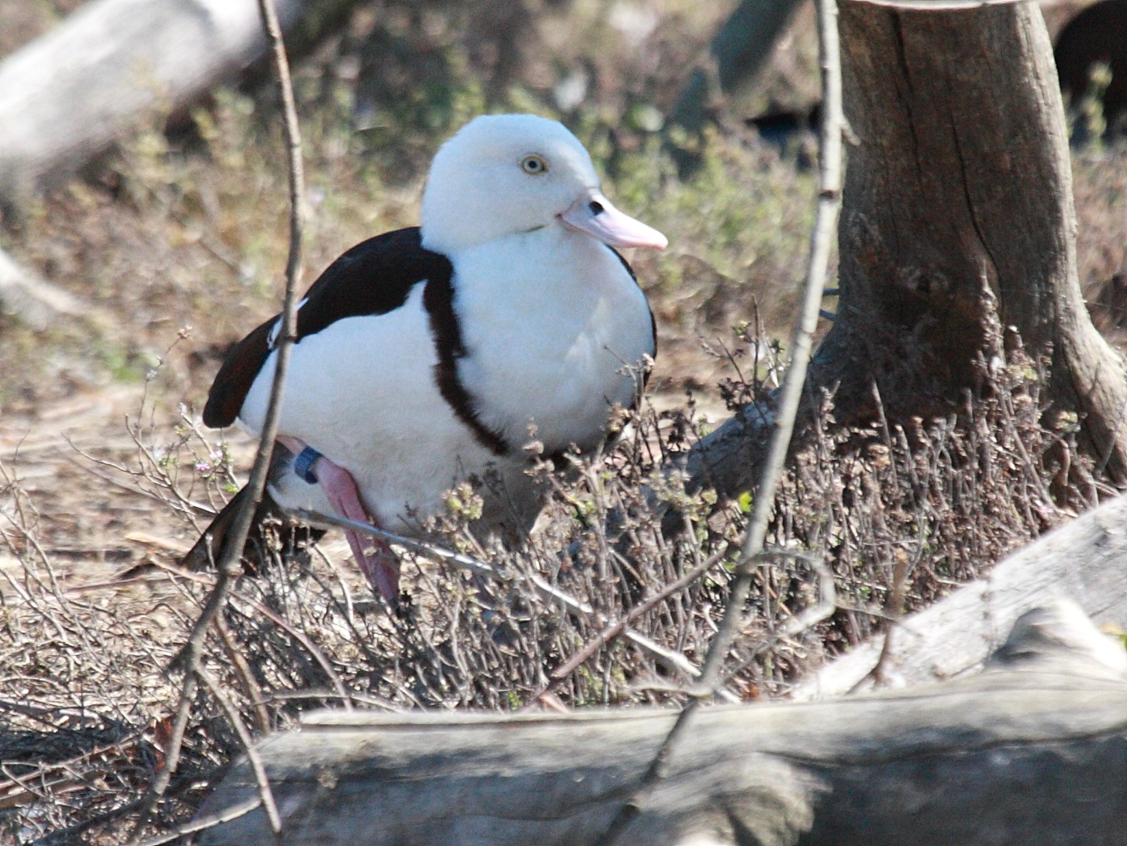 tadorne_radjah_-_tadorna_radjah1bd