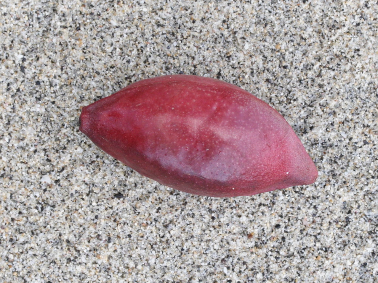 terminalia_catappa7md