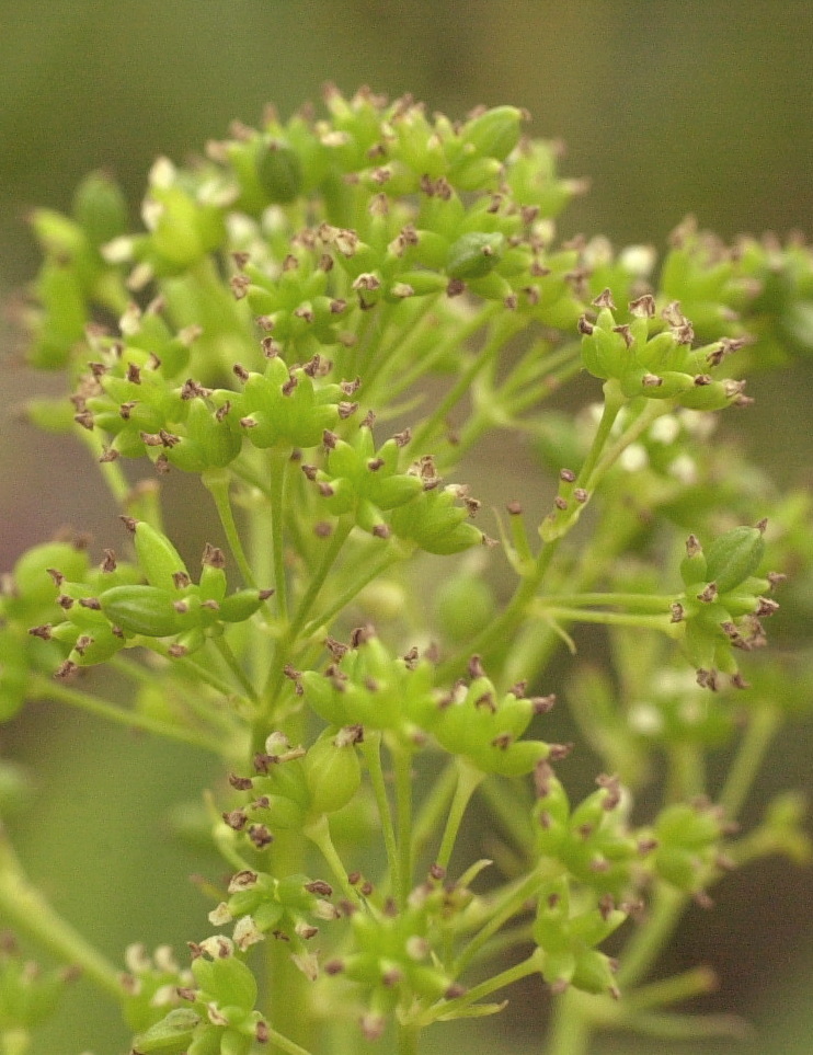 Afficher le média Thalictrum_flavum Thalictrum_flavum