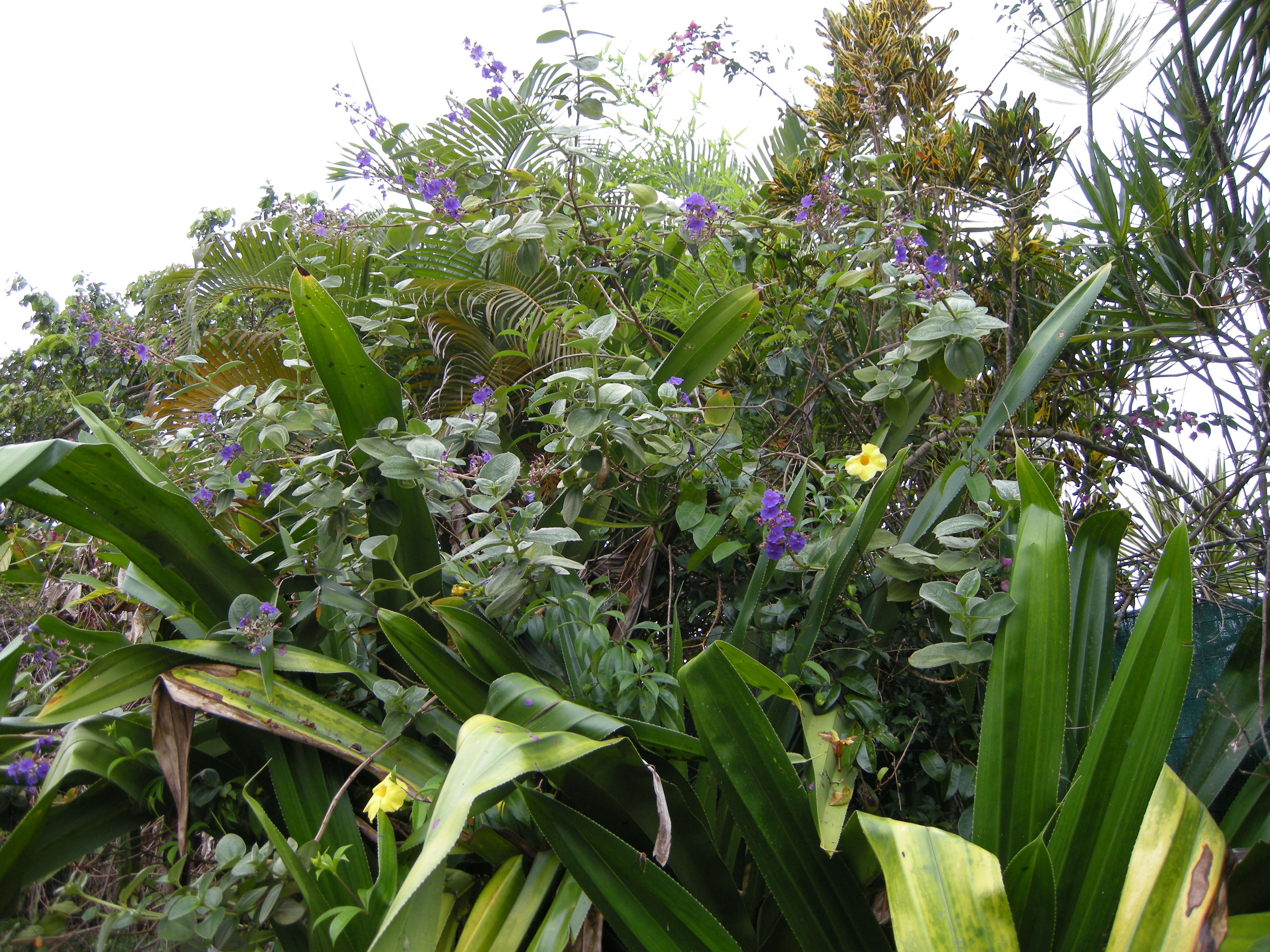 Afficher le média tibouchina_grandifolia1md tibouchina_grandifolia1md