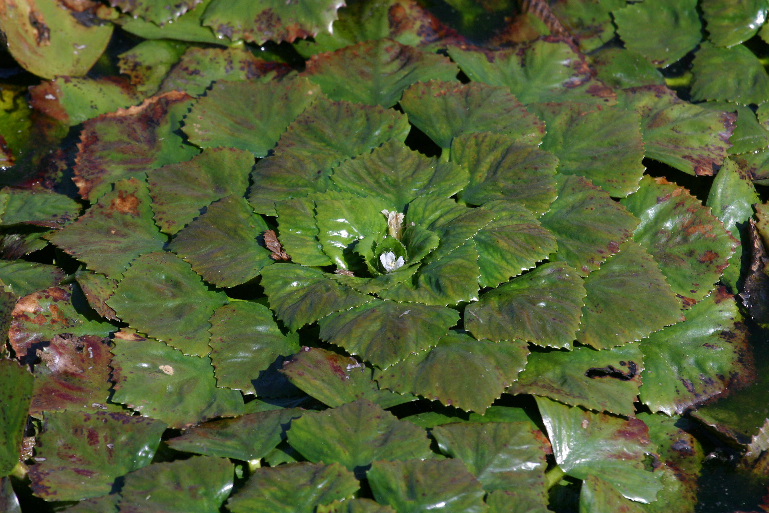 Afficher le média trapa_natans1md trapa_natans1md