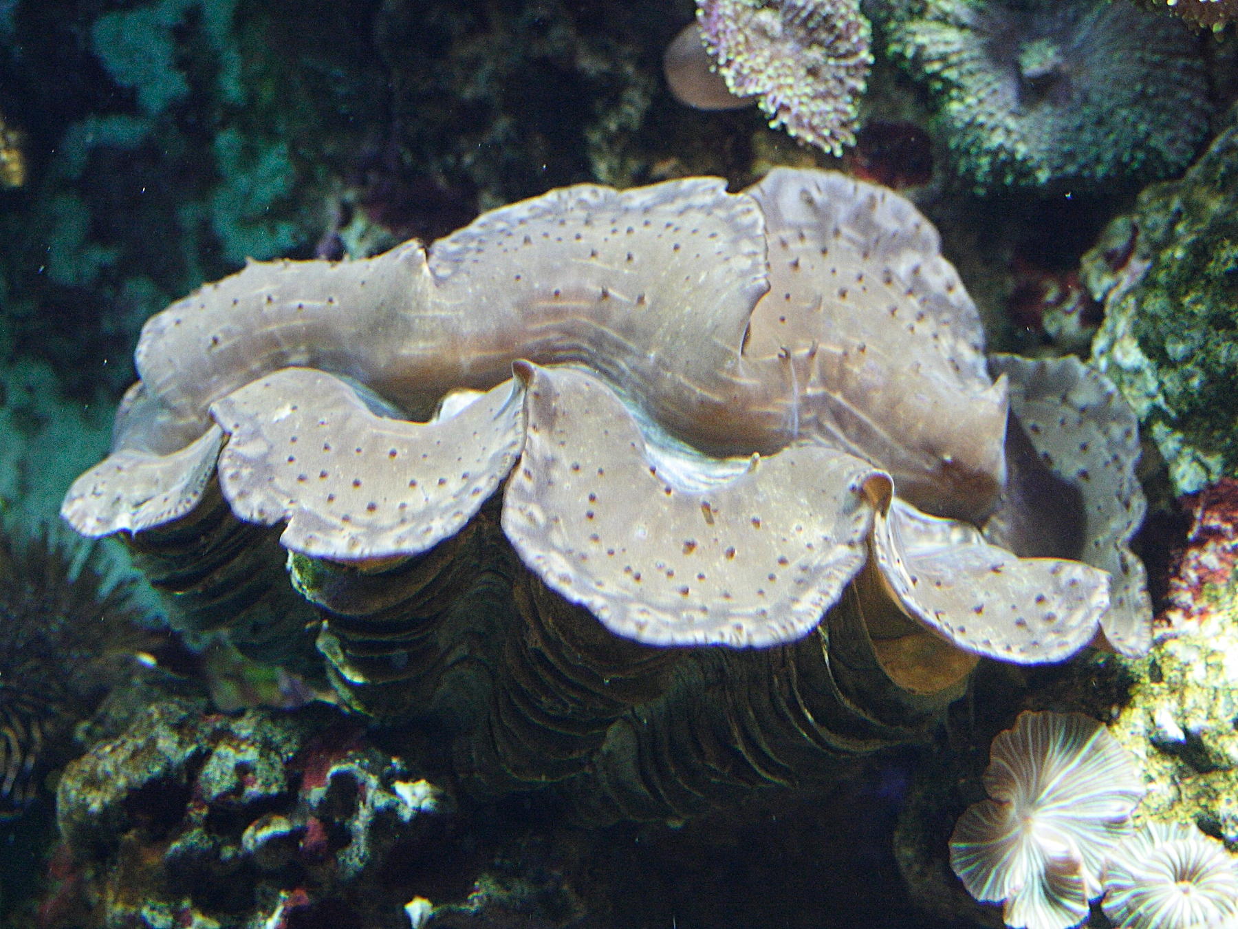 tridacna_maxima1amd