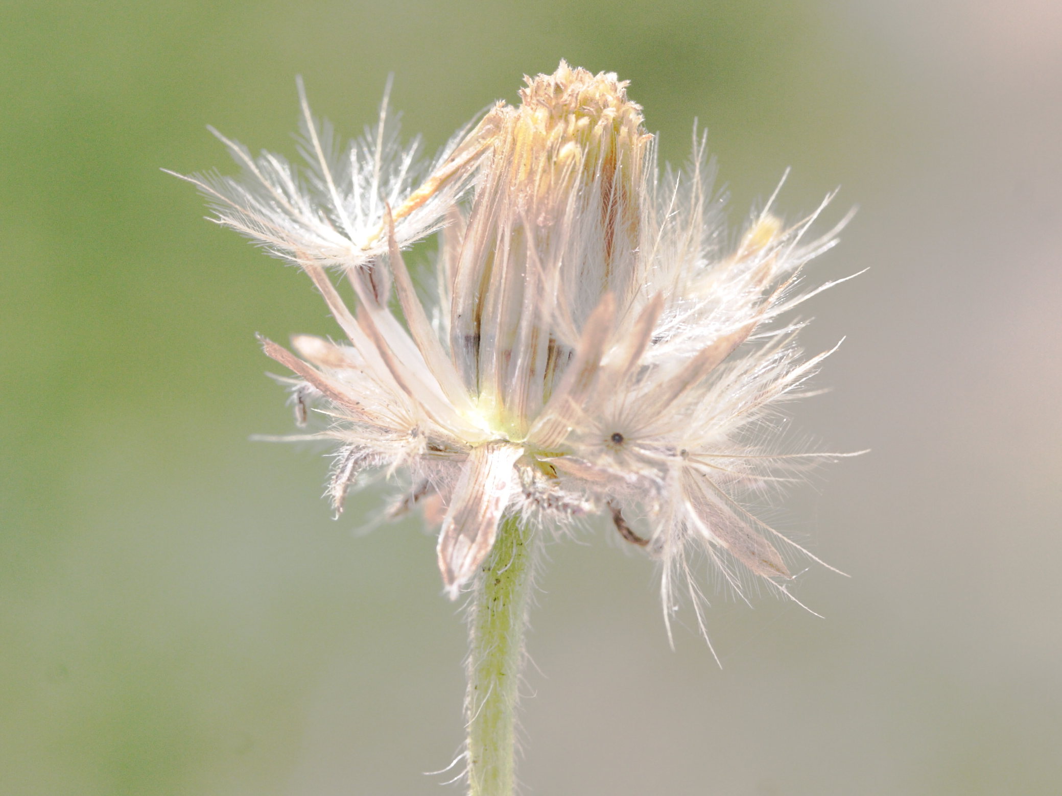 Afficher le média tridax_procumbens5md tridax_procumbens5md