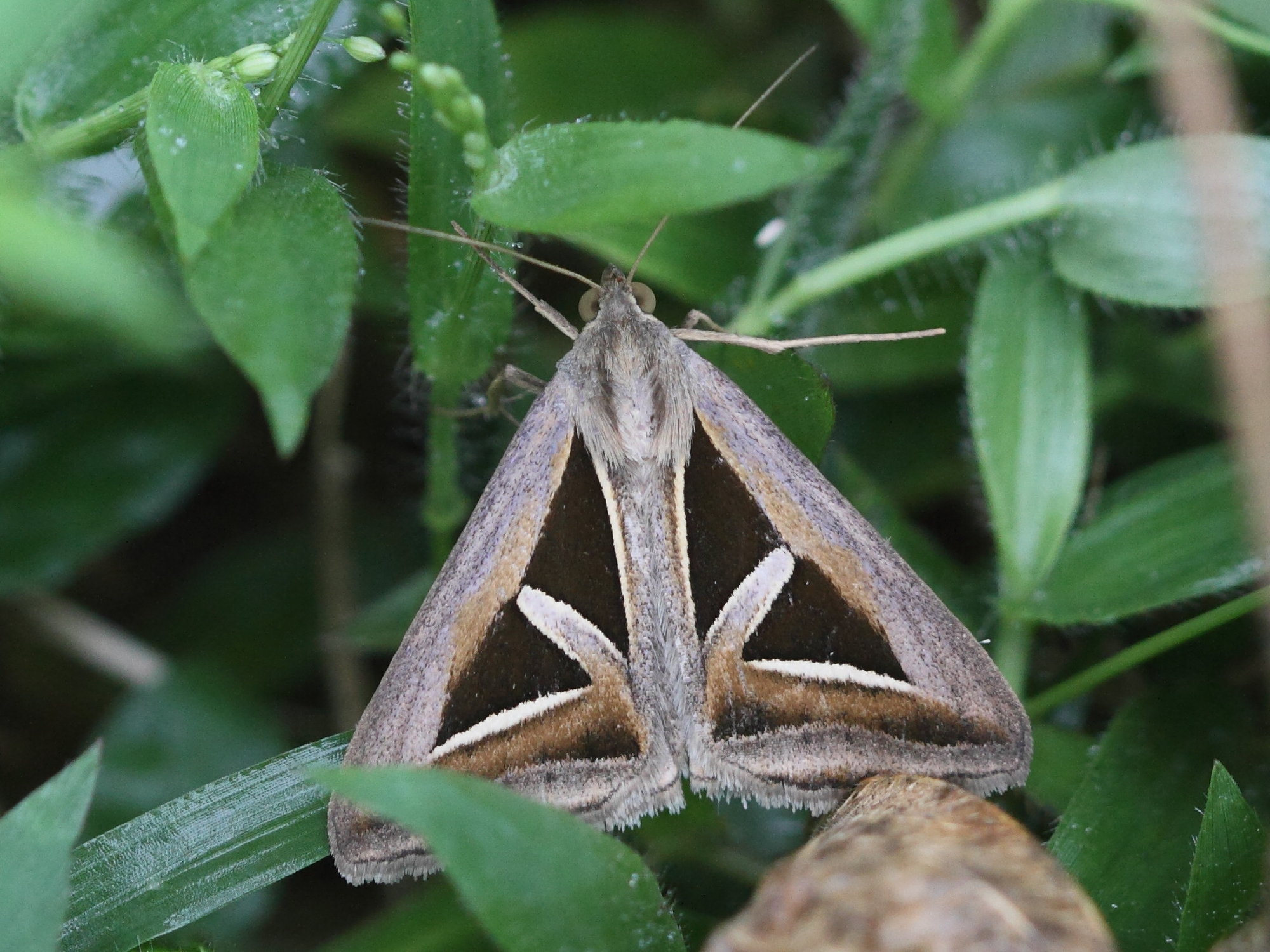 trigonodes_hyppasia_anfractuosa1bd