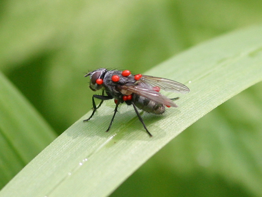 Afficher le média Trombidium_holosericeum Trombidium_holosericeum