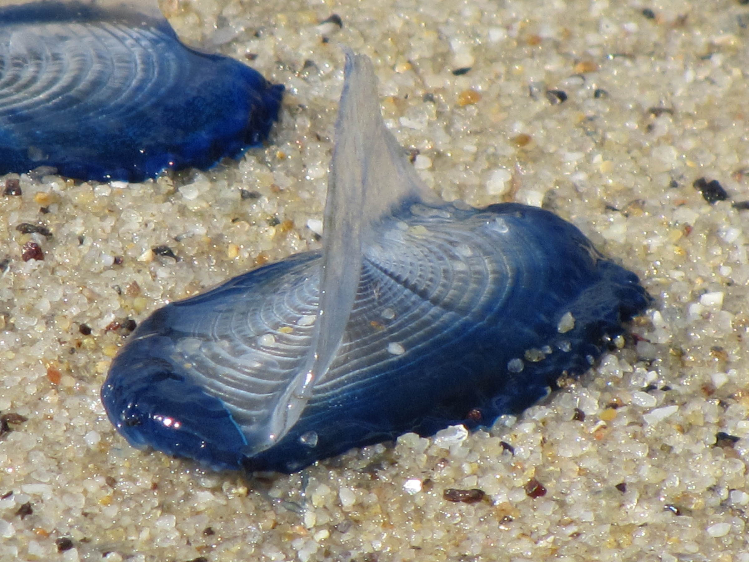 velella_velella4mv