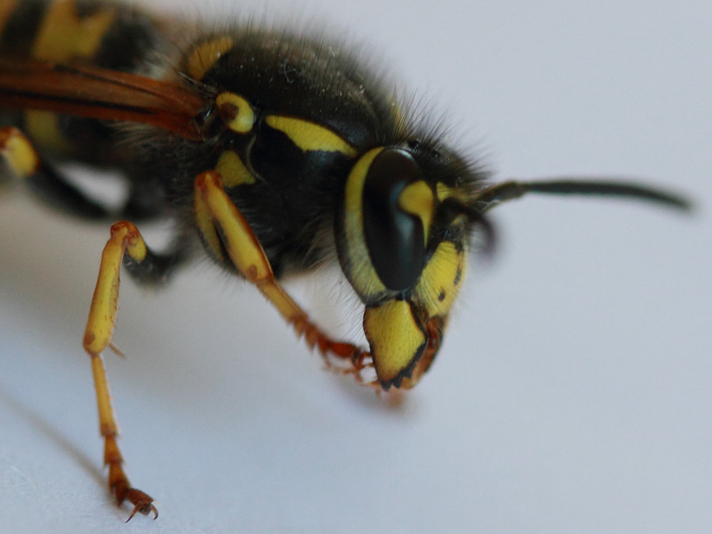 vespula_germanica6md