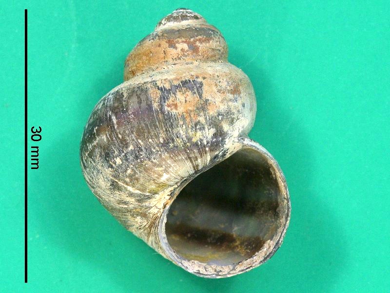 Afficher le média viviparus_viviparus1bmd viviparus_viviparus1bmd