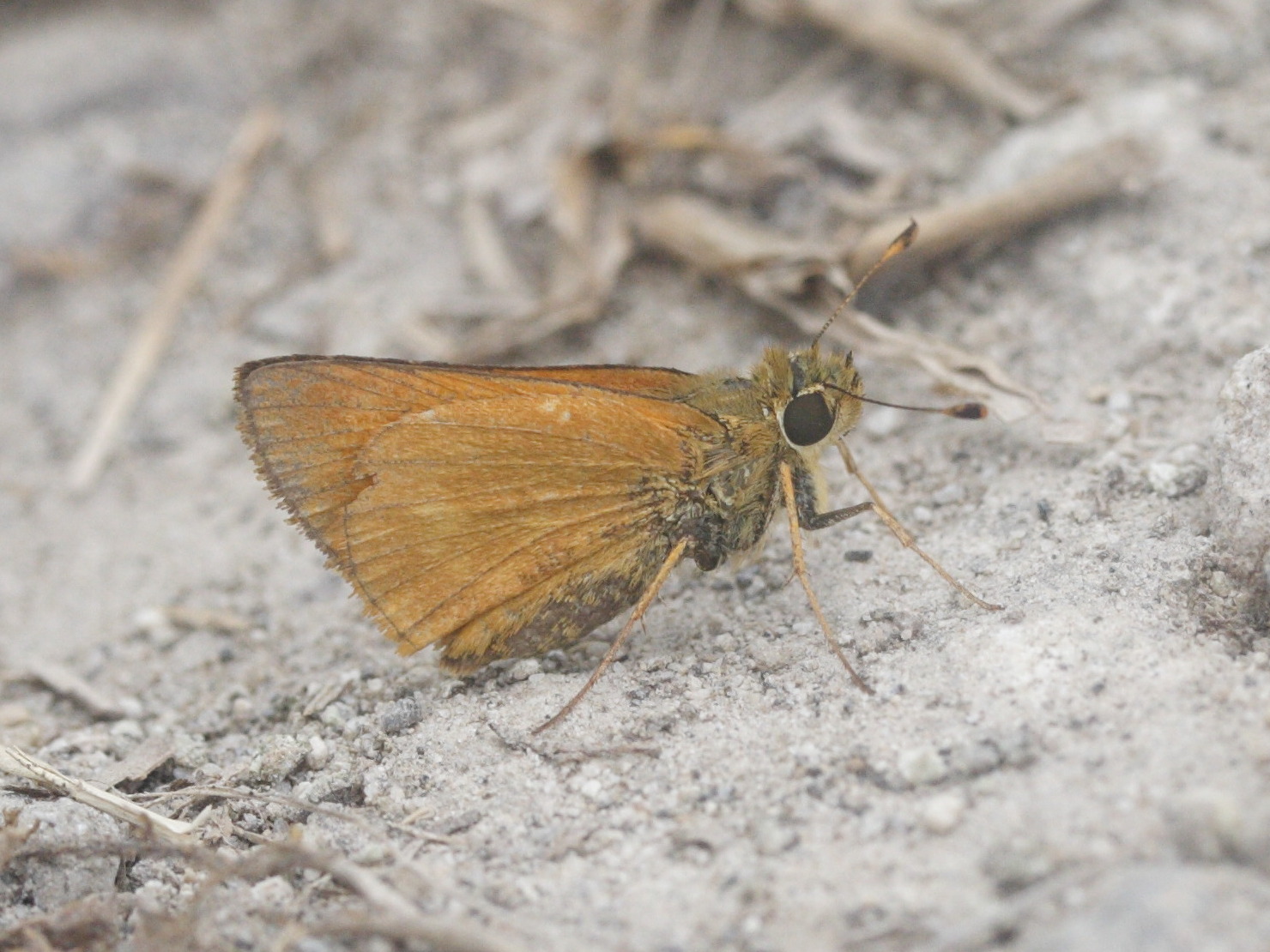 wallengrenia_ophites2md