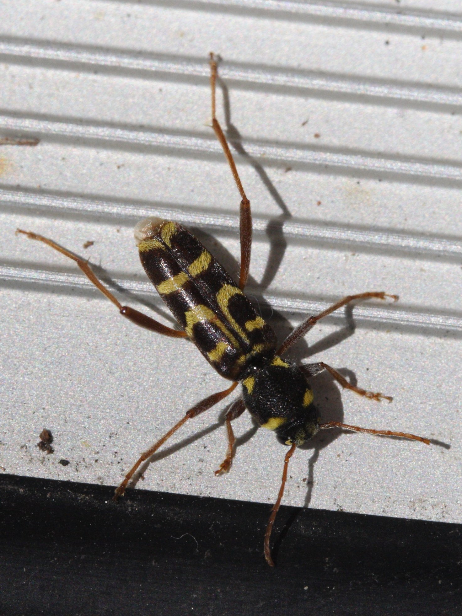 xylotrechus_arvicola1md