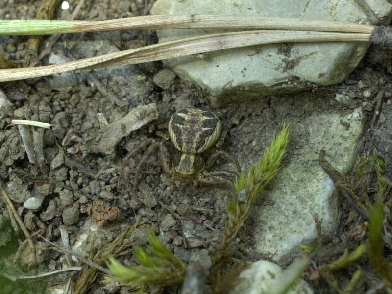 xysticus_cristatus2md