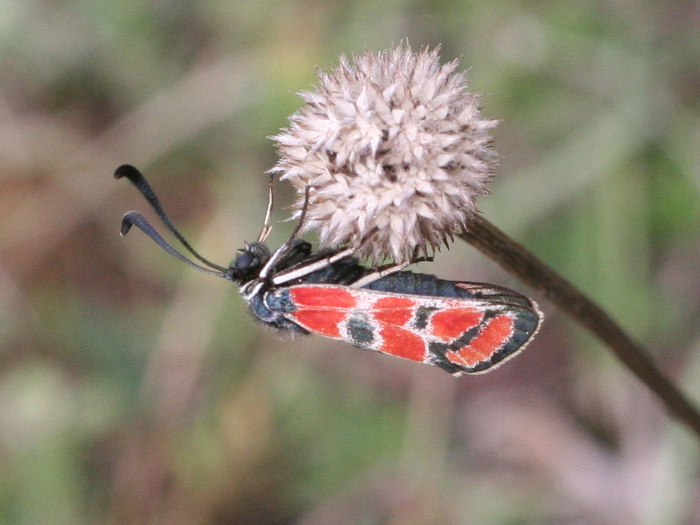 zygaena_carniolica5md