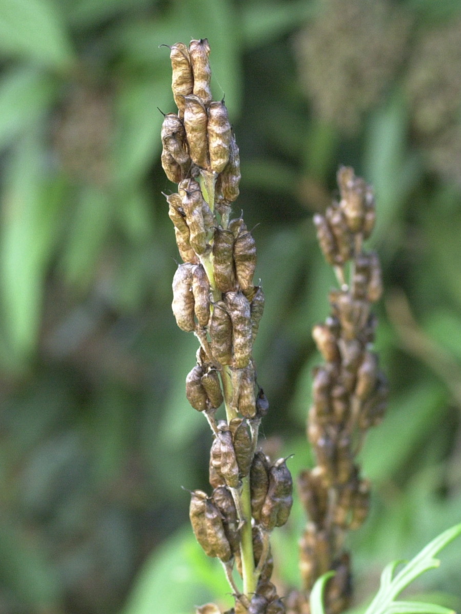 Afficher le média aconitum_napellus3md aconitum_napellus3md