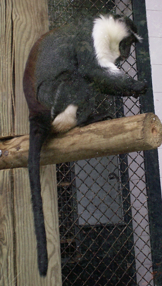 allenopithecus_nigroviridis3md