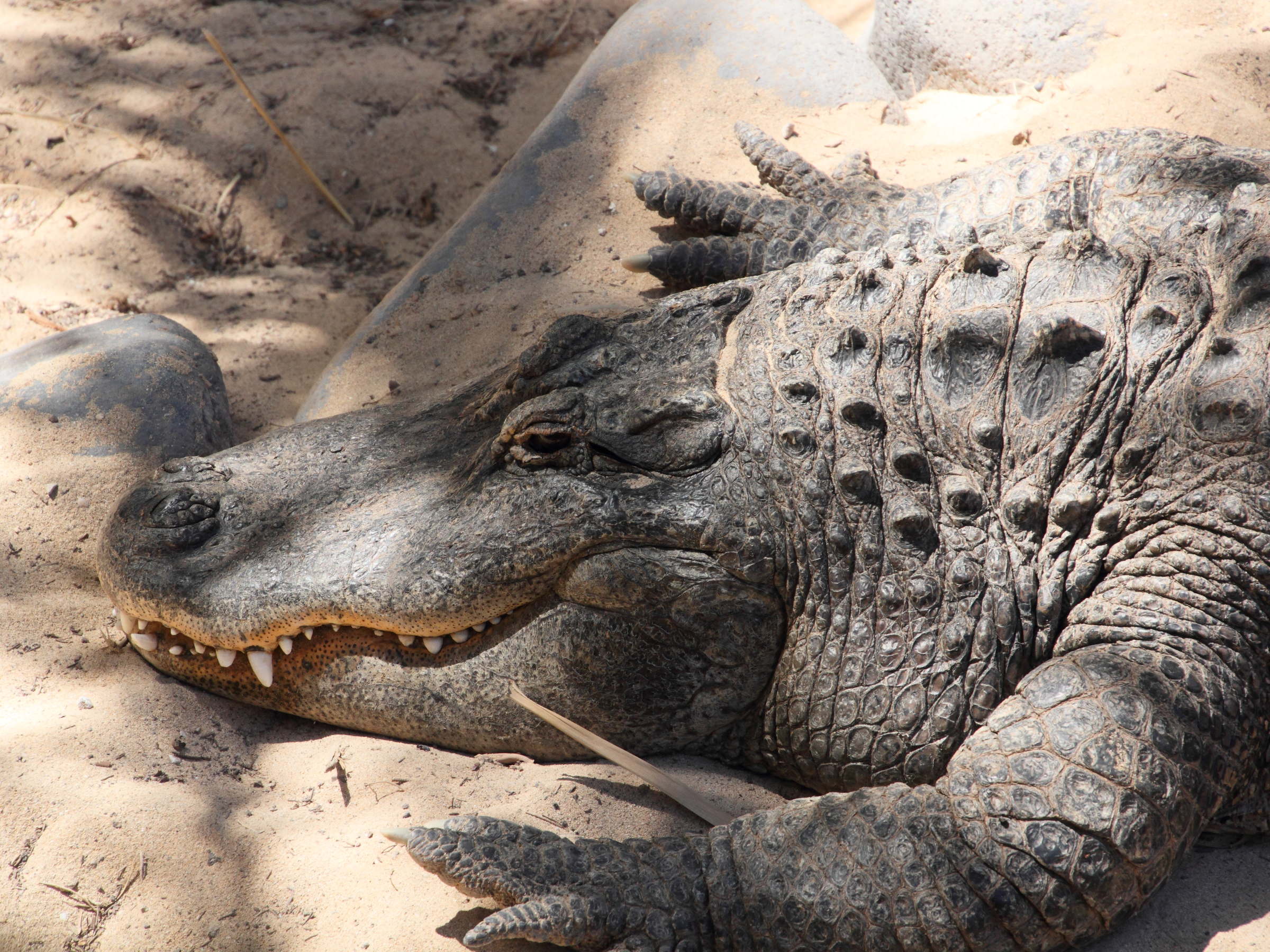 Afficher le média alligator_mississipiensis8md alligator_mississipiensis8md