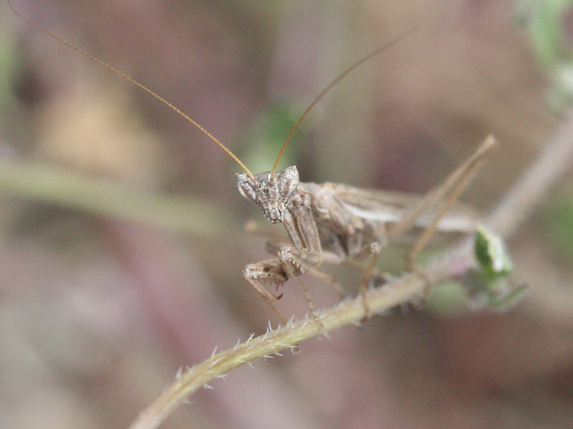 ameles_heldreichi1md