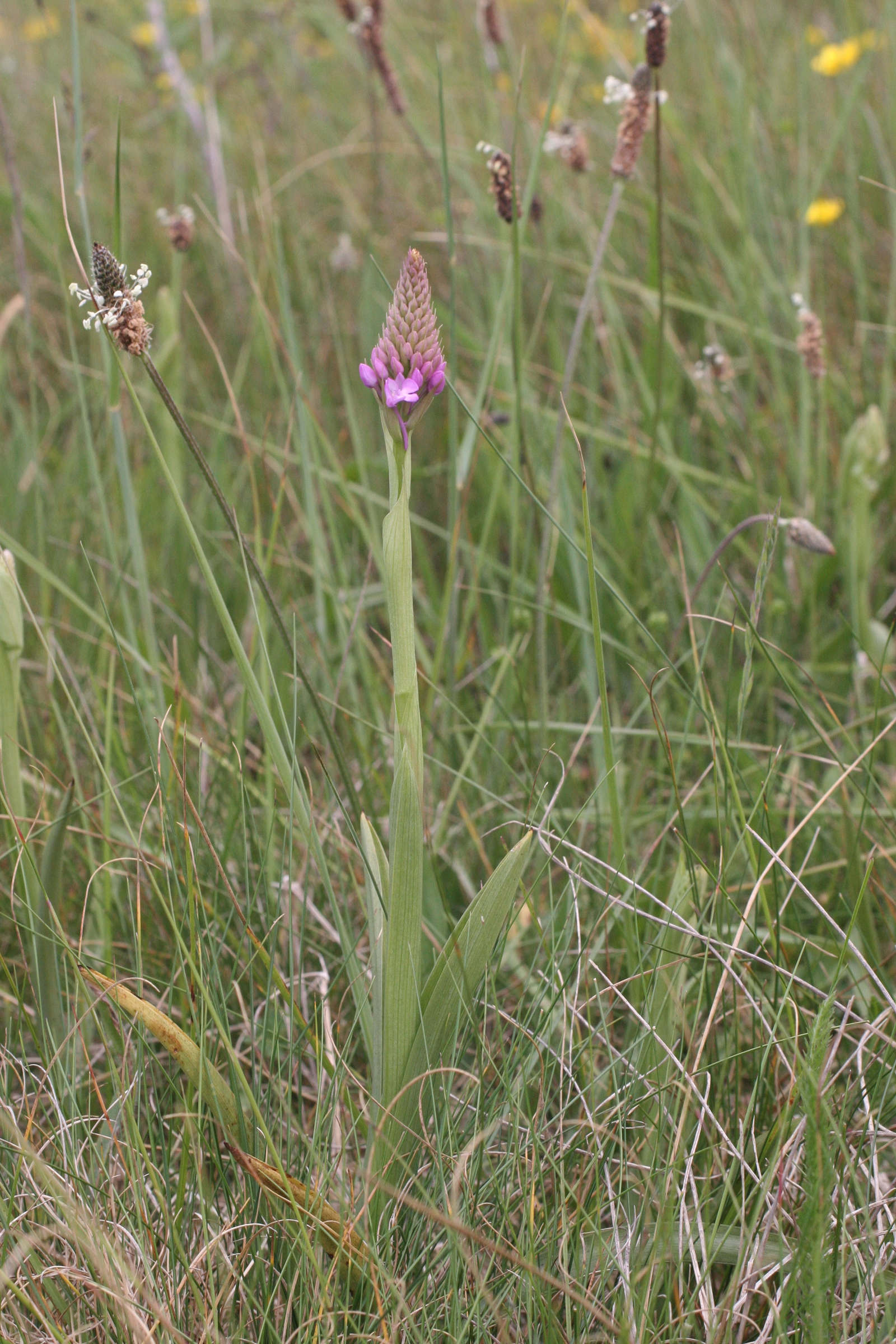 anacamptis_pyramidalis1md