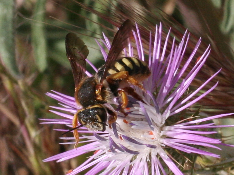 anthidium_sp1md
