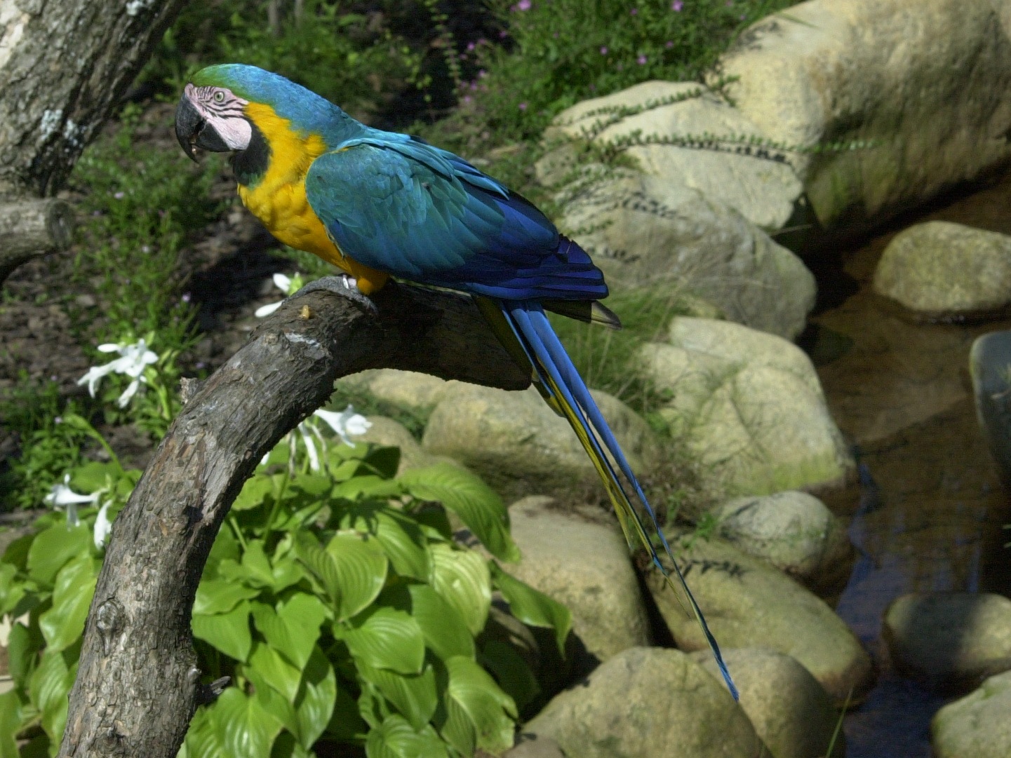 ara_bleu_-_ara_ararauna1amd