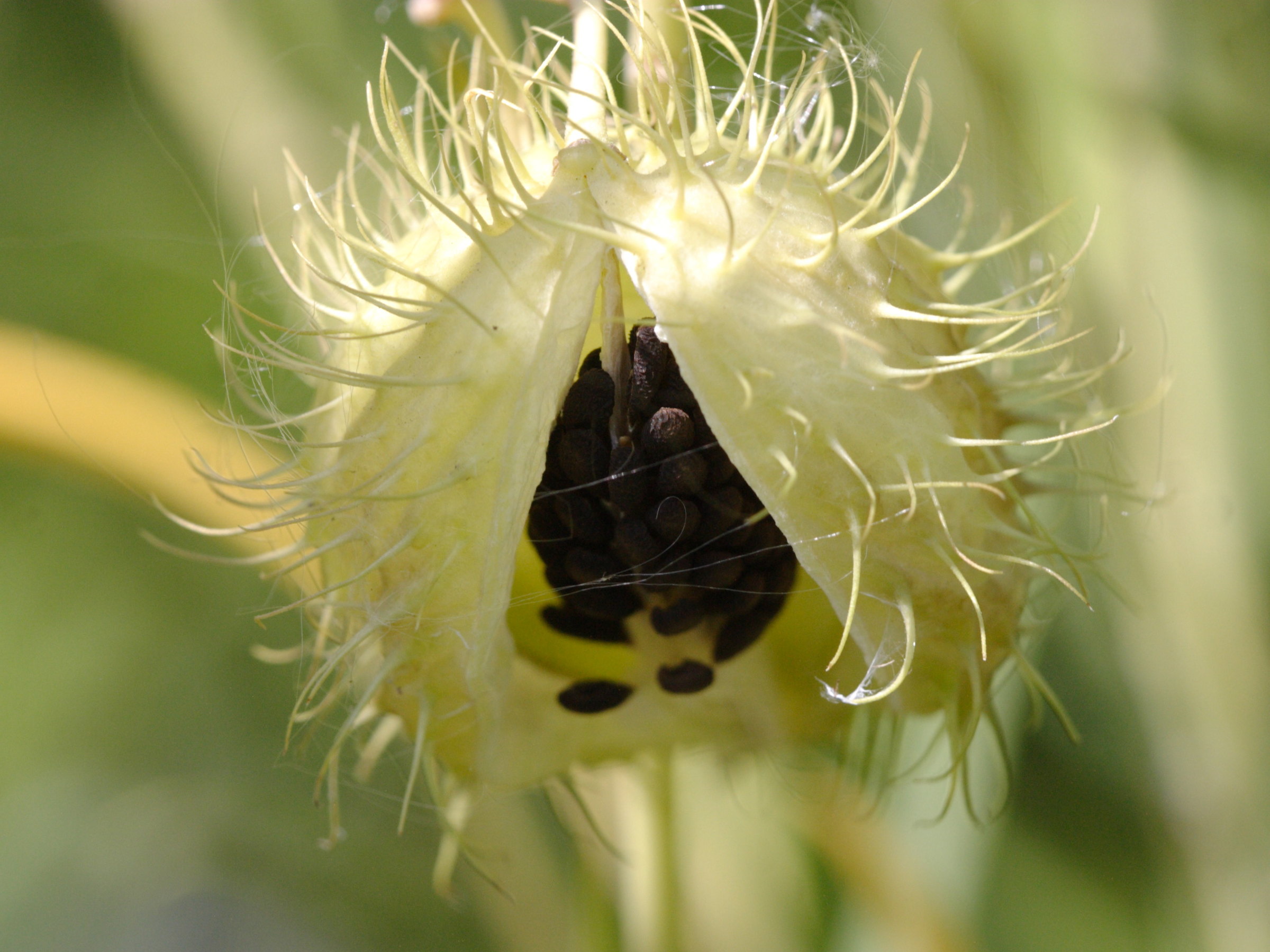 asclepias_fruticosus4bd