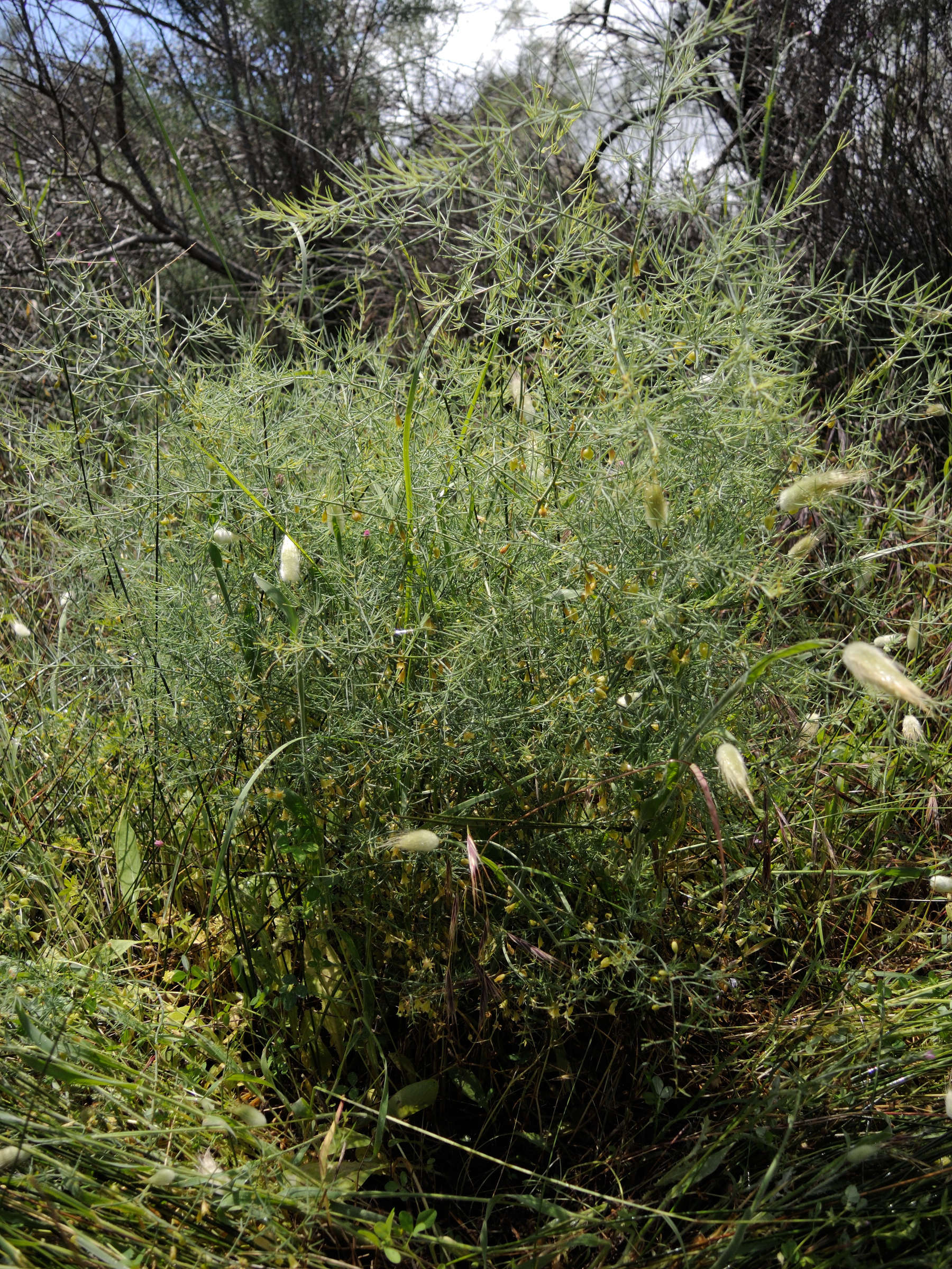 asparagus_maritimus1md