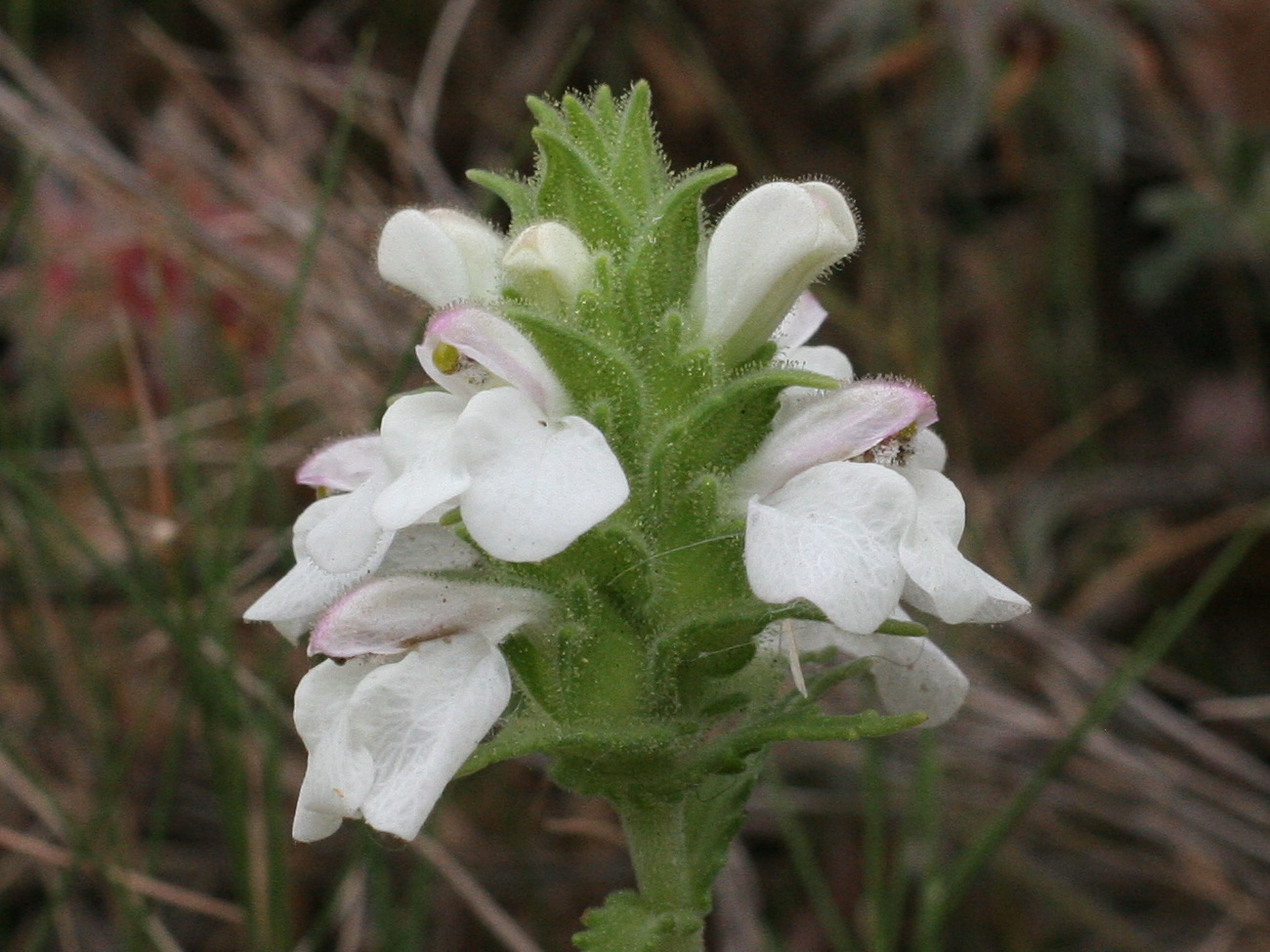bartsia_trixago2amd