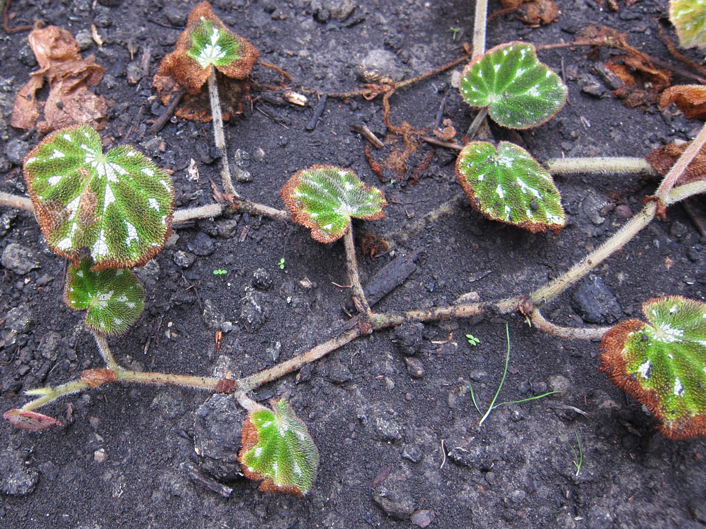 begonia_pustulata1bd