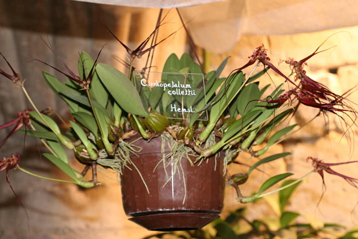 bulbophyllum_wendlandianum1md