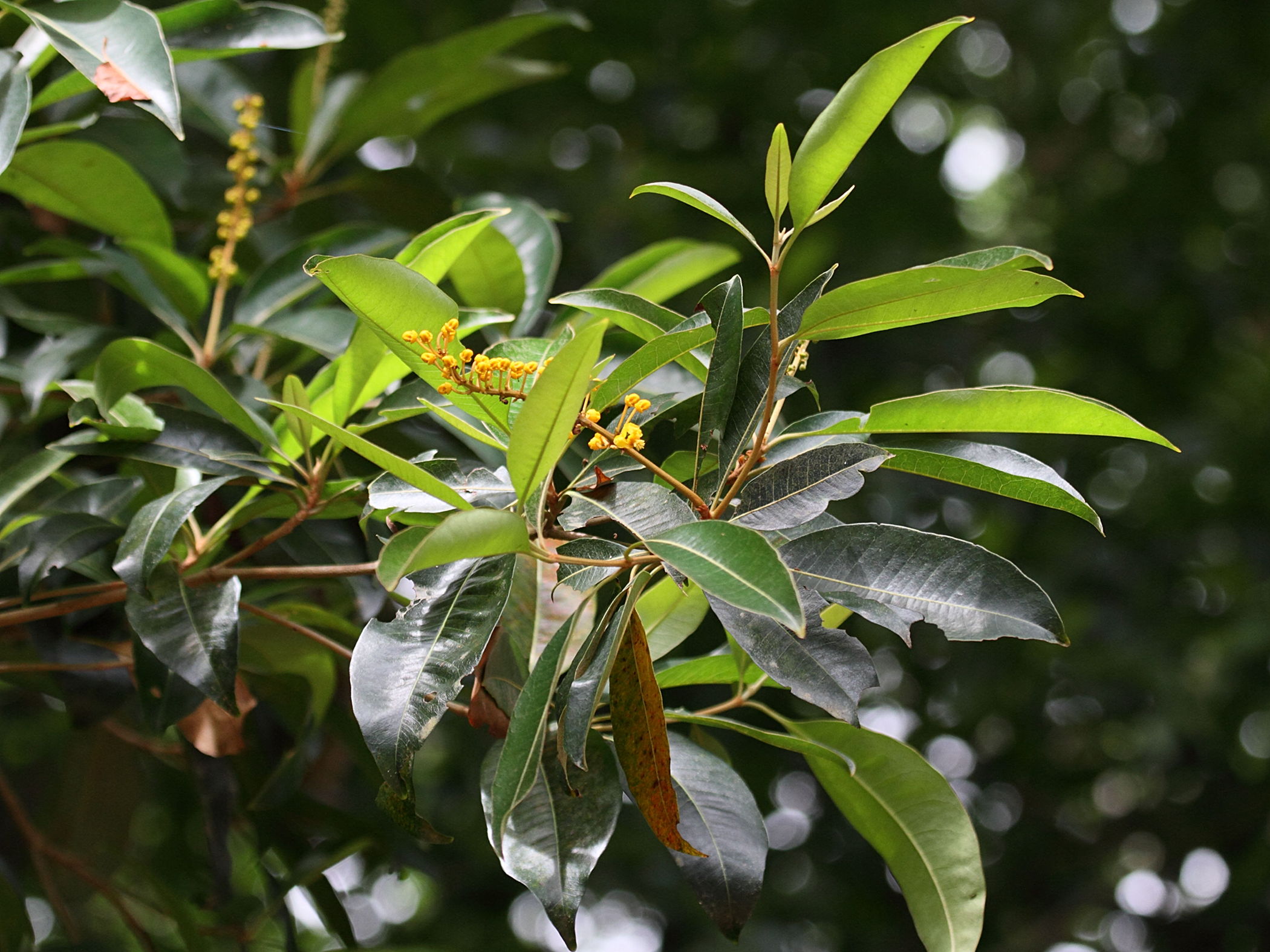 Afficher le média Bunchosia_polystachya Bunchosia_polystachya