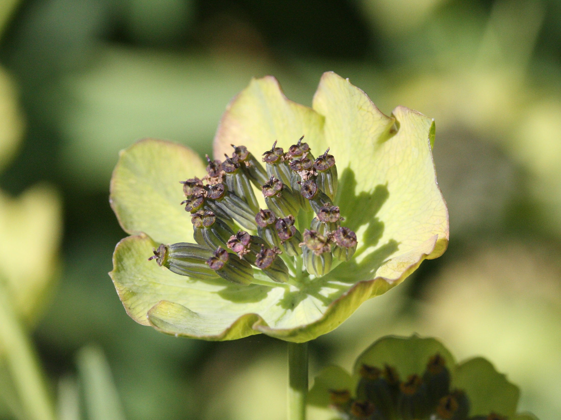 bupleurum_stellatum2md