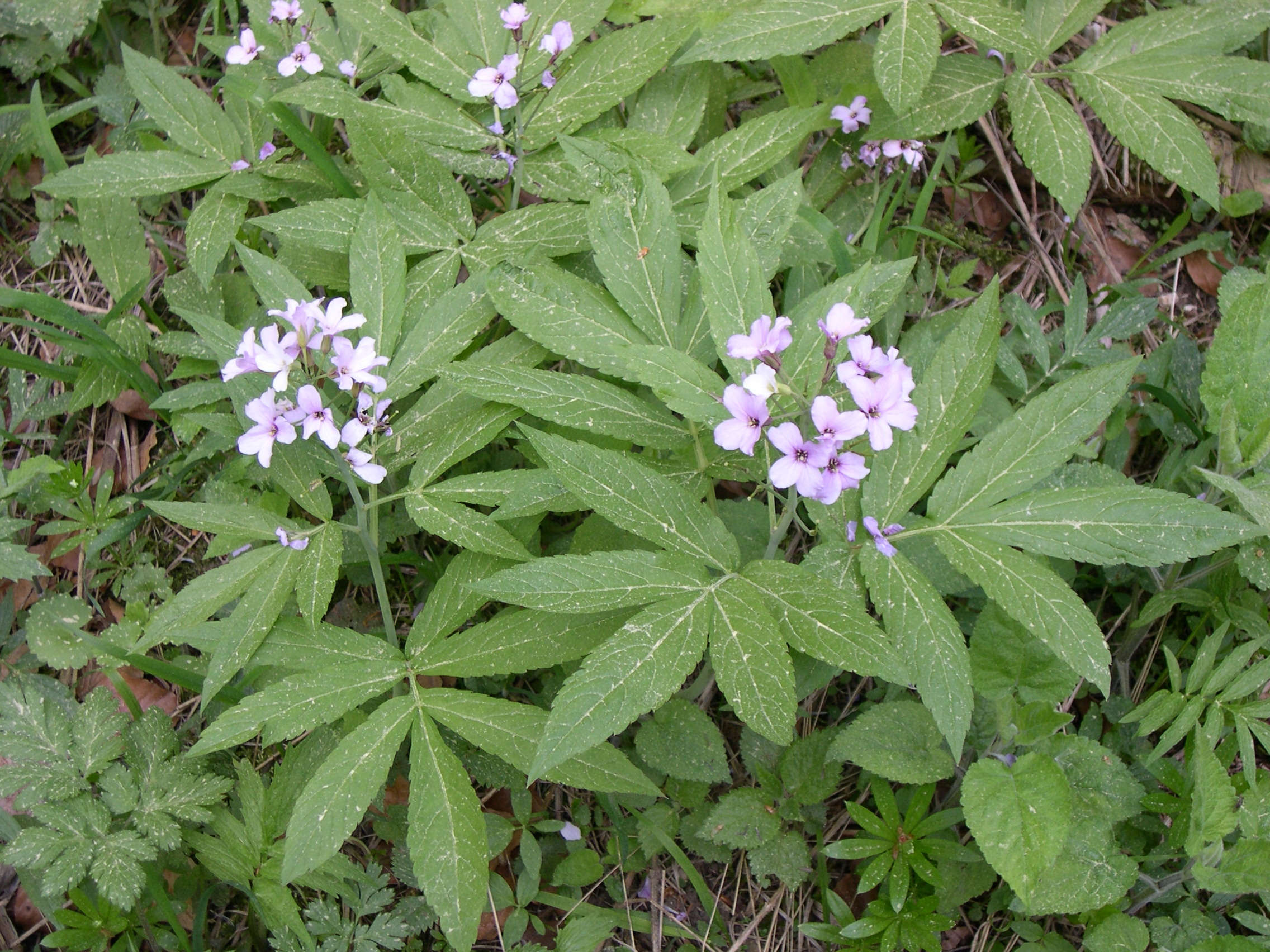 cardamine_heptaphylla1sd