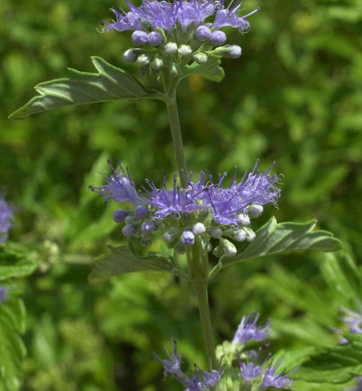 caryopteris_x_clandonensis2md