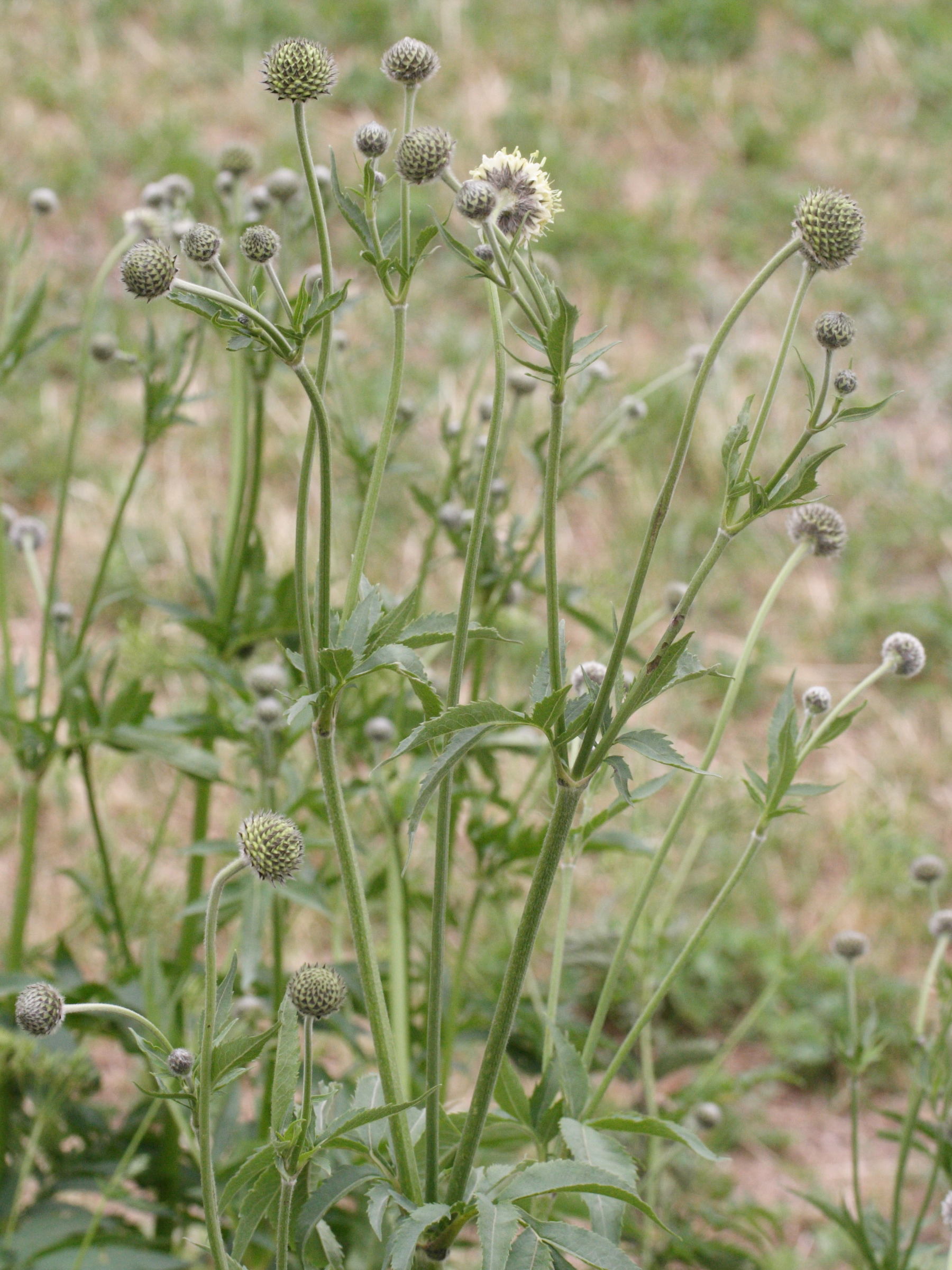 cephalaria_alpina2md