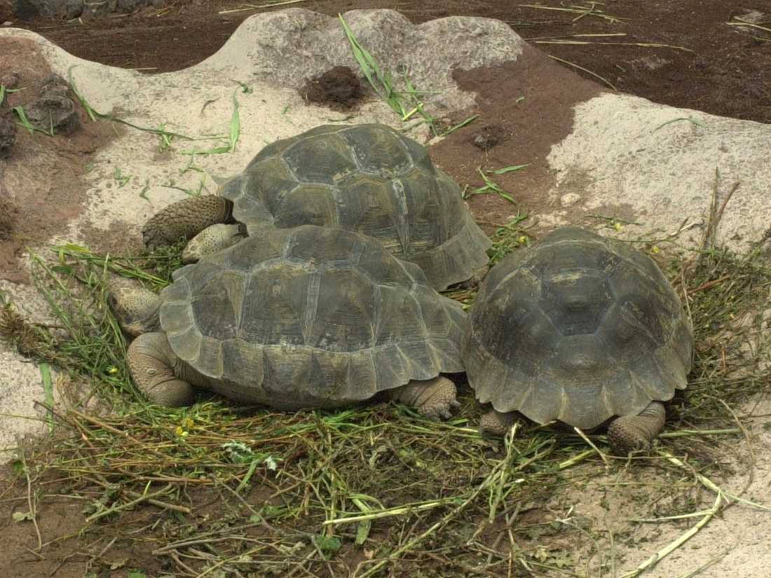 chelonoidis_nigra1md