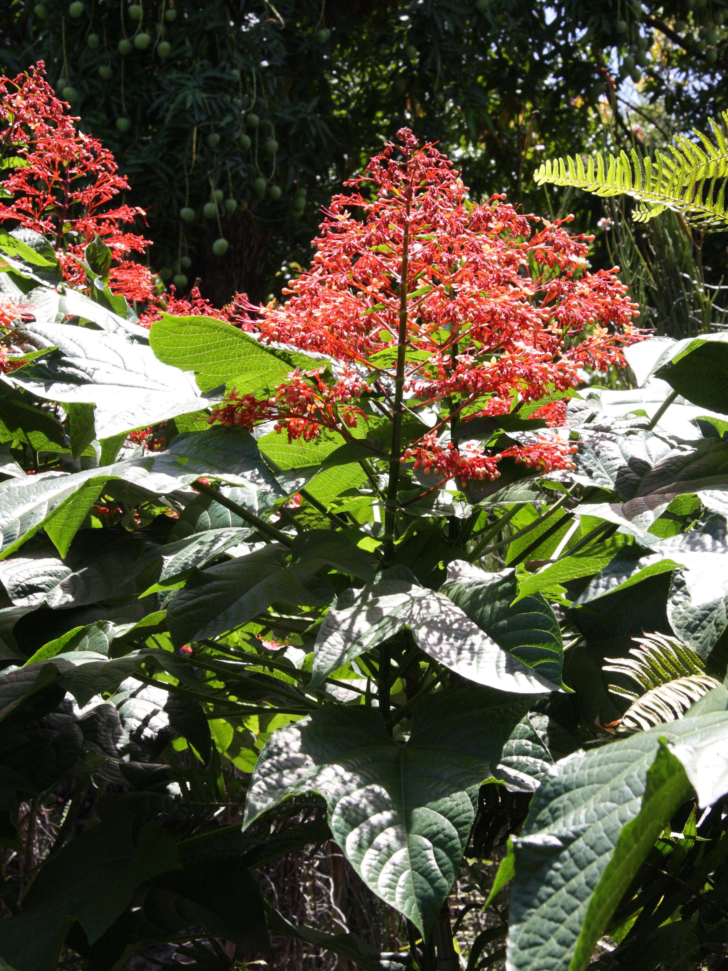 clerodendrum_paniculatum2md