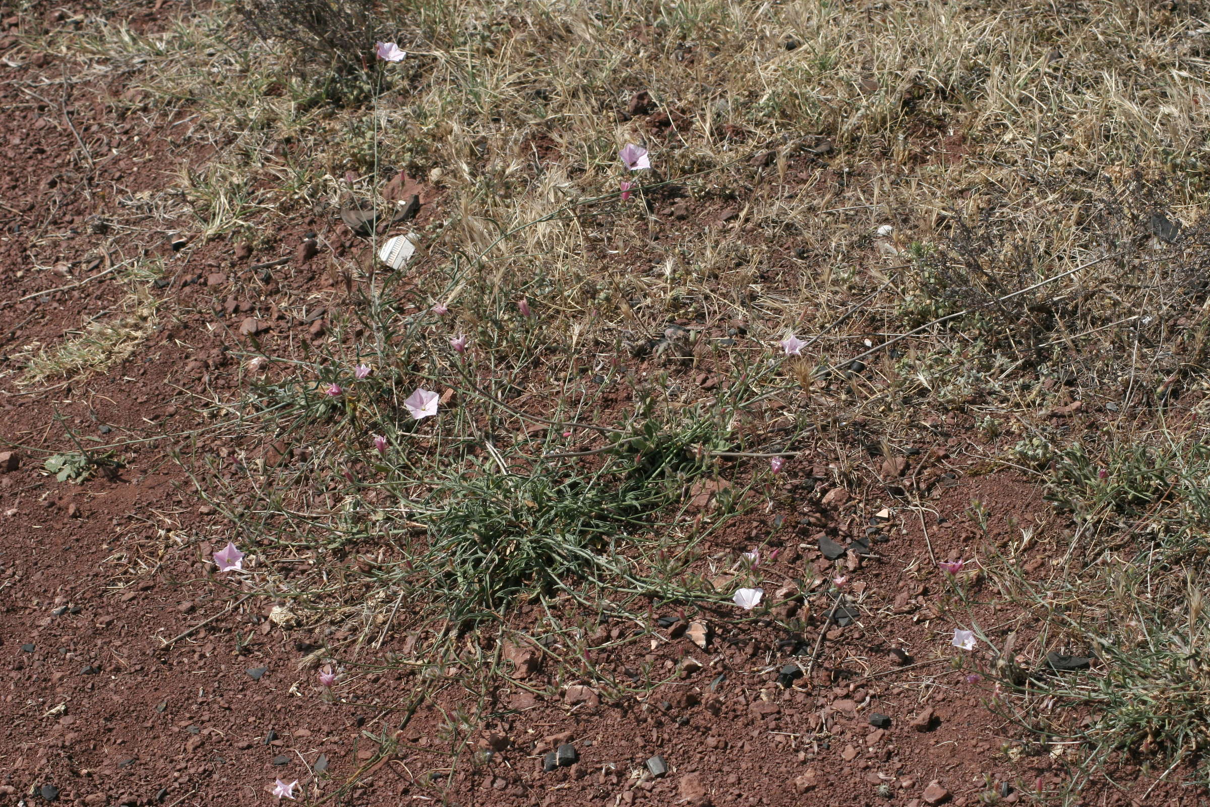 Afficher le média convolvulus_cantabricus1md convolvulus_cantabricus1md