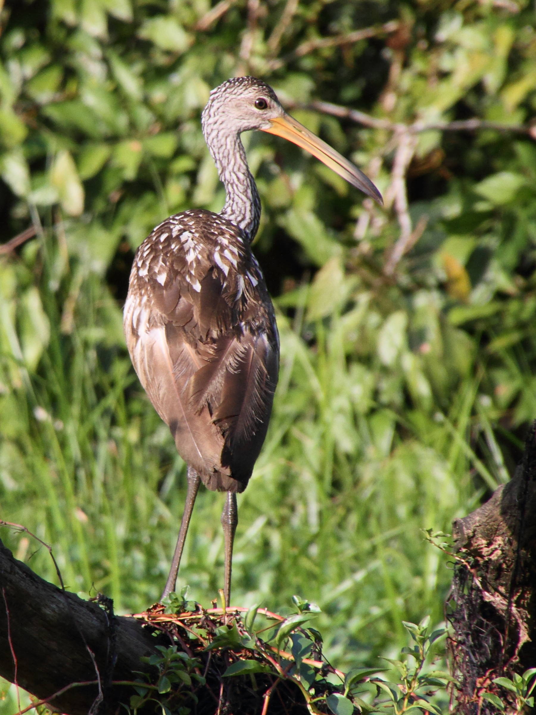 courlan_brun_-_aramus_guarauna2md