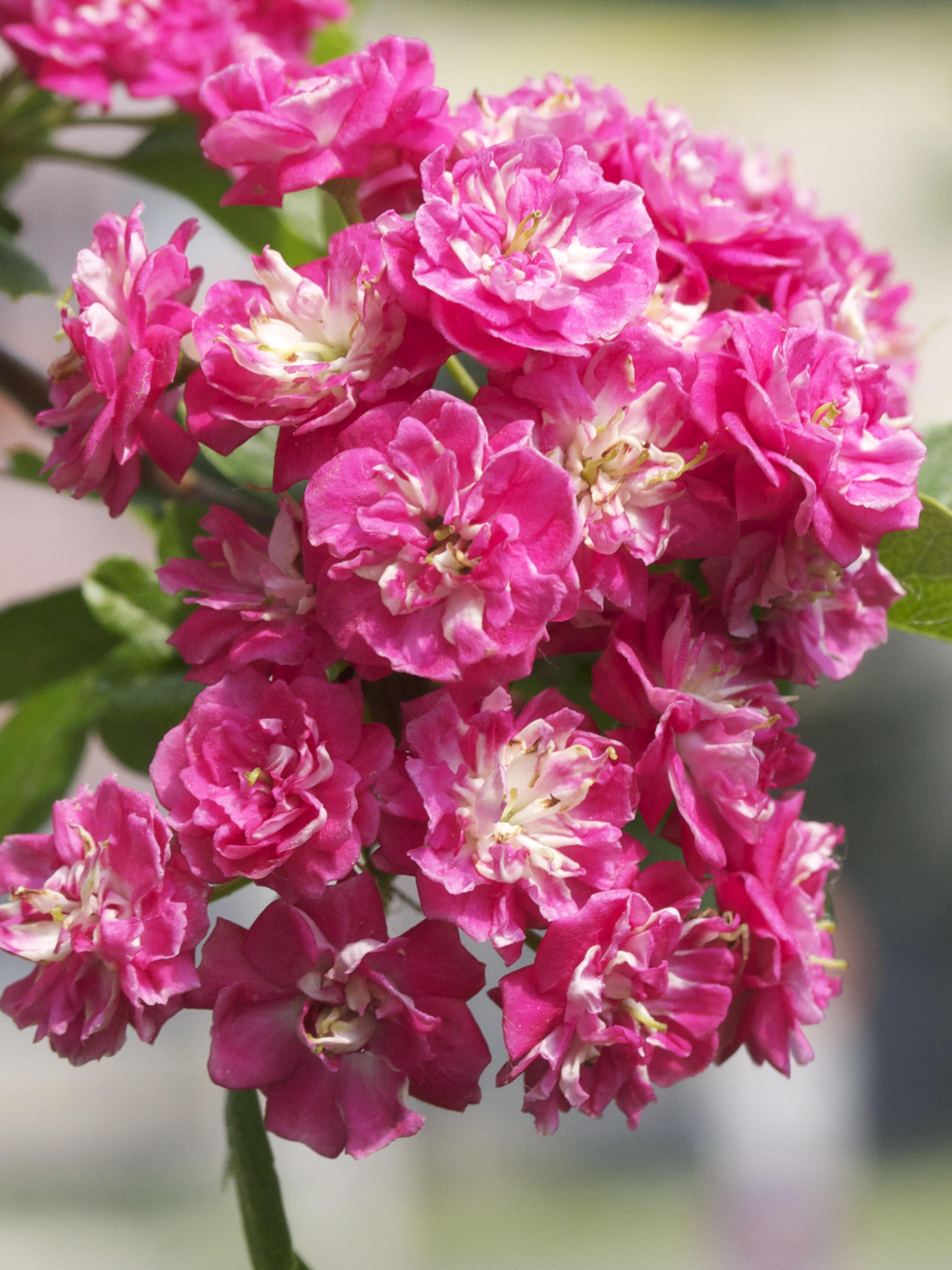 crataegus_laevigata_pauls_scarlet3md